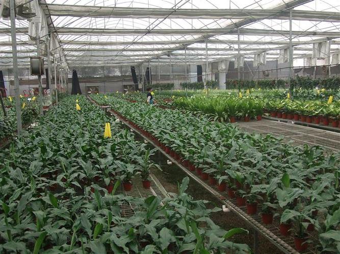 来宾花草直销基地|玉林花木价格|万年青花木场