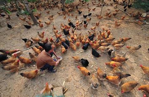 夏季南方家禽养殖注意事项,鸡群夏季饲养防疫措施