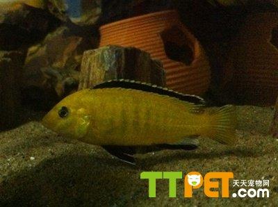正确饲养非洲王子鱼的方法