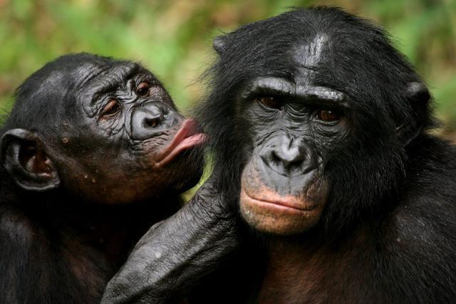 最无耻的动物靠交配谋取利益