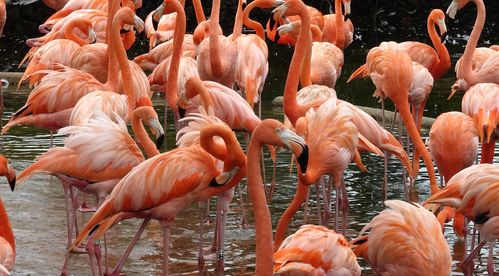 来到澄迈,在富力红树林中,生活着一群火烈鸟