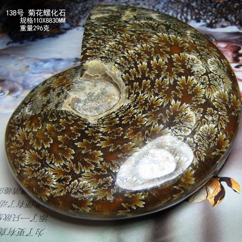 马达加斯加古生物玉化螺菊花矿标好评好店