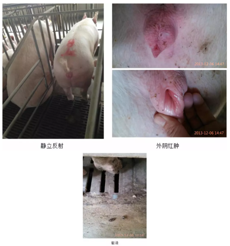 配种系列3:母猪发情鉴定和适时配种的六个关键点!