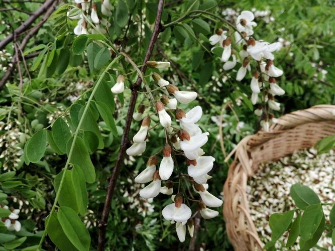 洋槐花肉包子怎么做_洋槐花肉包子的做法_豆果美食