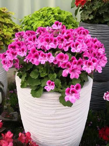 进口大花天竺葵单瓣花卉庭院阳台四季开花不断盆栽带花苞顺丰发货