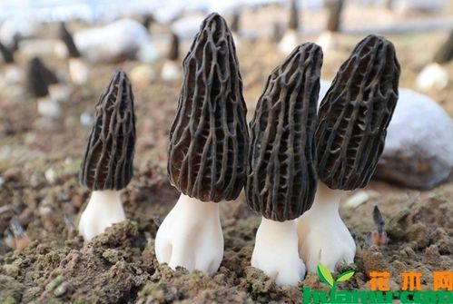 羊肚菌种植技术有哪些羊肚菌栽培技术介绍