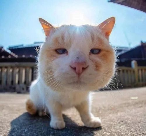 李荣浩:"自从我出道,拯救了多少丑猫…"