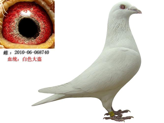 信鸽在线拍卖平台 - 中国信鸽信息网