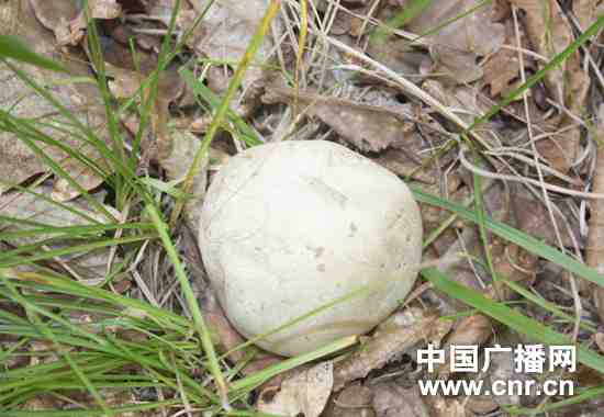 图为村民采回的蘑菇