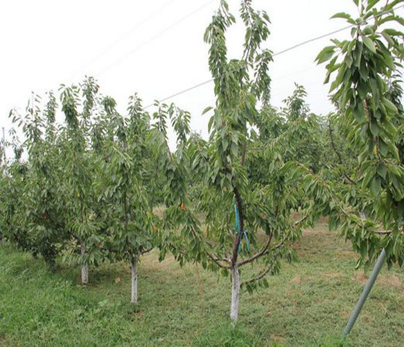 整形修剪:设施栽培大樱桃的树形,要根据大棚结构来确定,一般采用自然