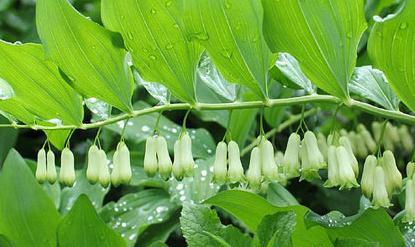 黄精的功效与应用