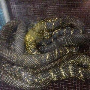 椒盐大黄蛇要做多久美味椒盐大黄蛇解馋图片