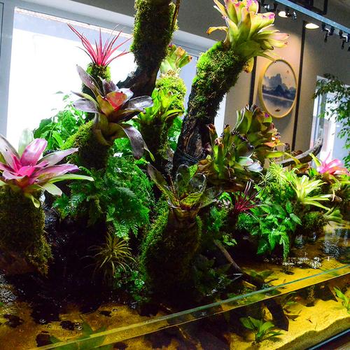 积水凤梨雨林造景植物套餐材料水陆水草花盆水草