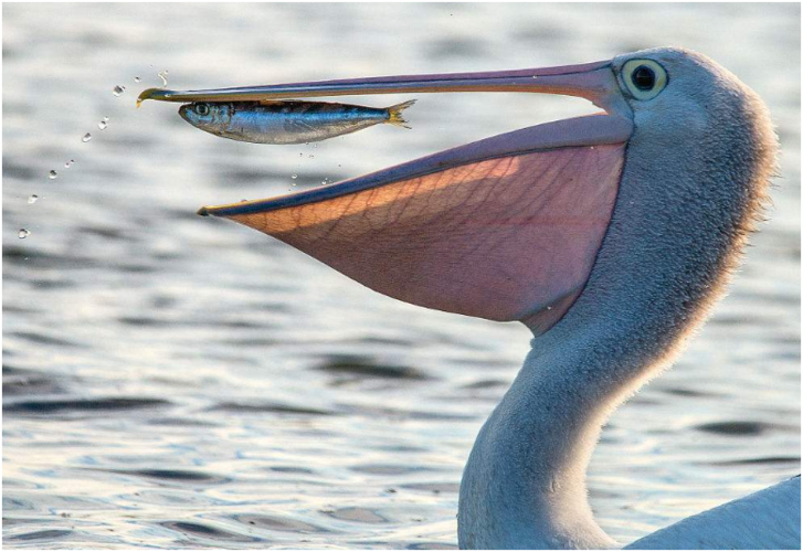 鹈鹕的"大口袋"有什么用?