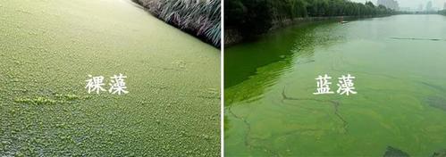 满塘绿不全是蓝藻也可能是裸藻裸藻水华不易杀灭如何应对