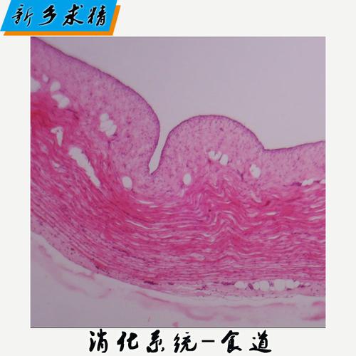 厂家直销优质显微镜玻片 人体组织切片~人消化系统生物切片