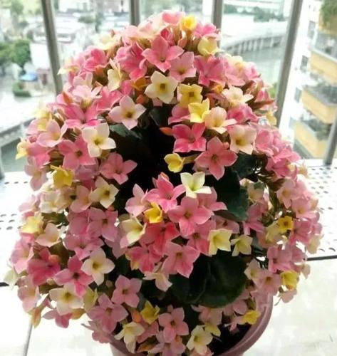 养长寿花,选对品种是关键,首选"这8种",花朵漂亮,开花多多