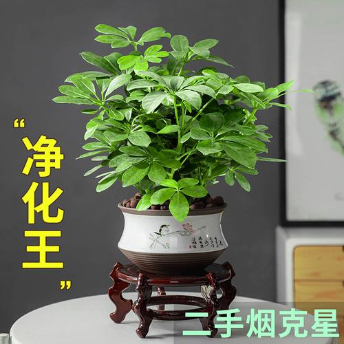 八方来财鸭脚木鹅掌柴七叶莲招财树办公室客厅好养绿植盆栽发财树