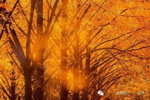 作者简介:樊豹声,中国摄影家协会会员,新华社等多家媒体签约摄影师.