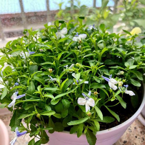 六倍利这个颜色的真好看!