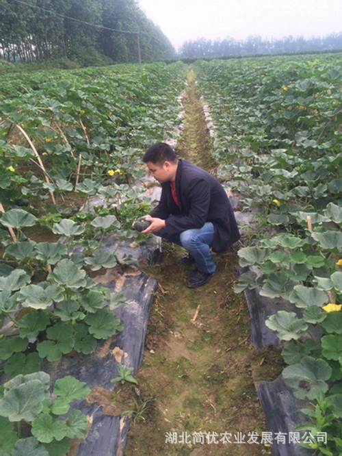 简优农品贝贝南瓜绿色无公害板栗味