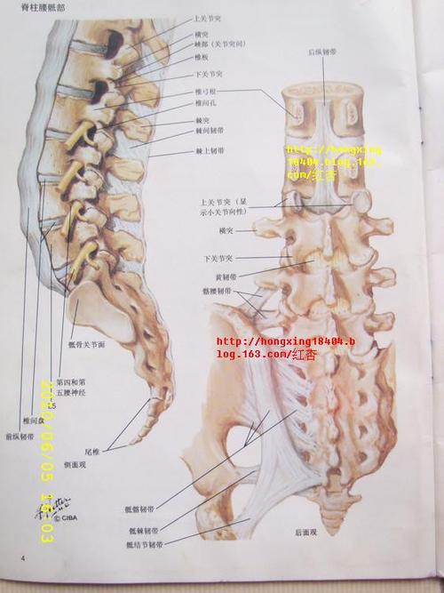 【转载】【引用】祖传治愈腰椎间盘突出症