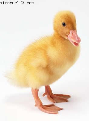 小鸭小鸡