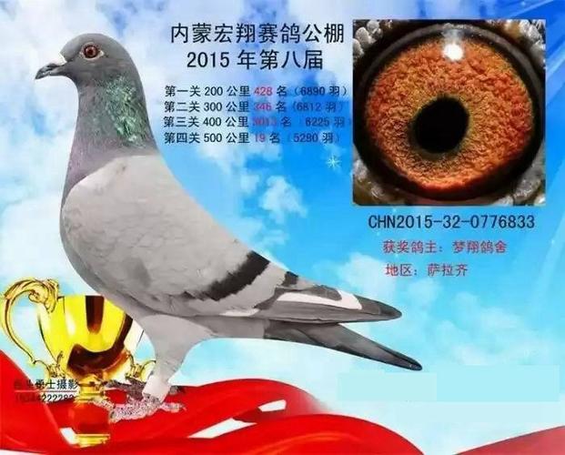 内蒙古宏翔赛鸽公棚500公里19名
