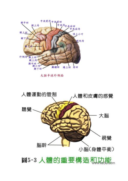 大脑的结构功能区图