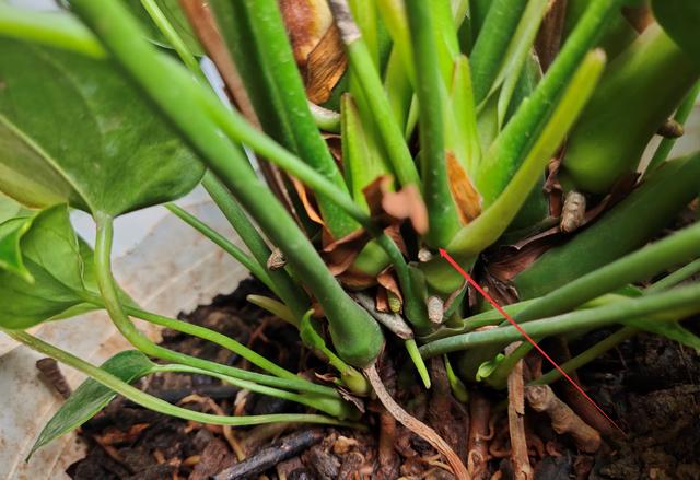 图解红掌分株繁殖过程,现在分出小苗,养护得当秋天就能开花