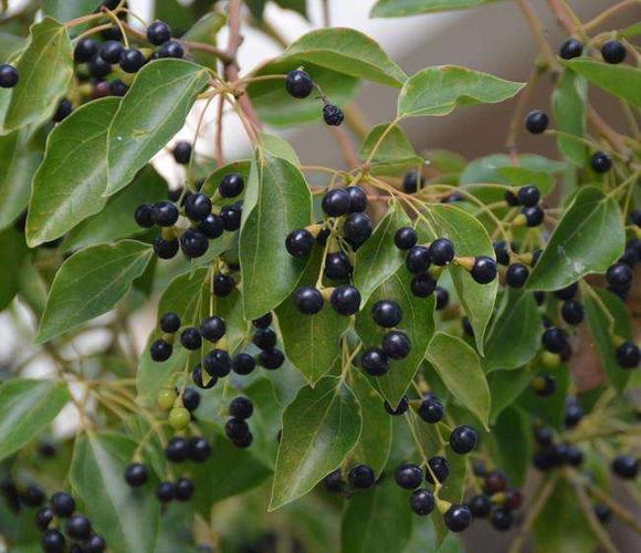 亭亭如盖的大樟树竟成了南方大雪的受害者