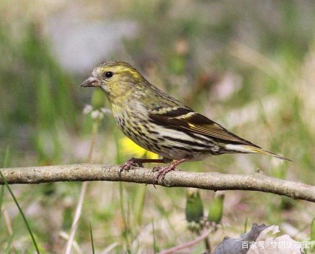 黄雀母鸟