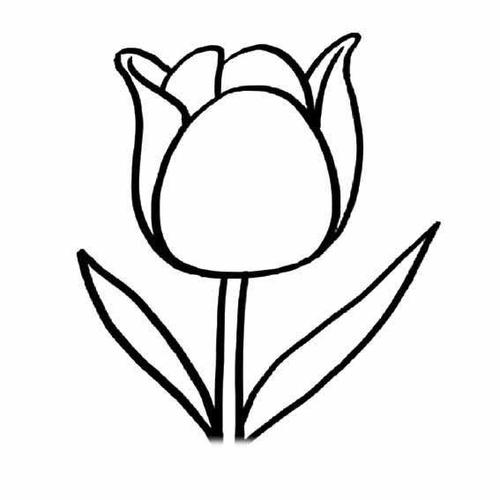漂亮的郁金香简笔画图片.
