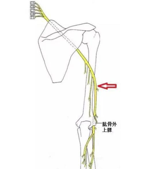 桡神经解剖与卡压部位