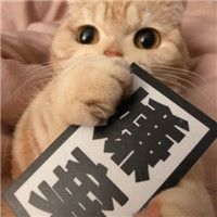 可爱萌猫背景头像萌猫咪的卖萌生活