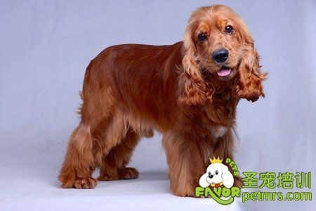 美国可卡犬的起源