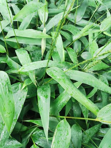 身边的中草药——淡竹叶