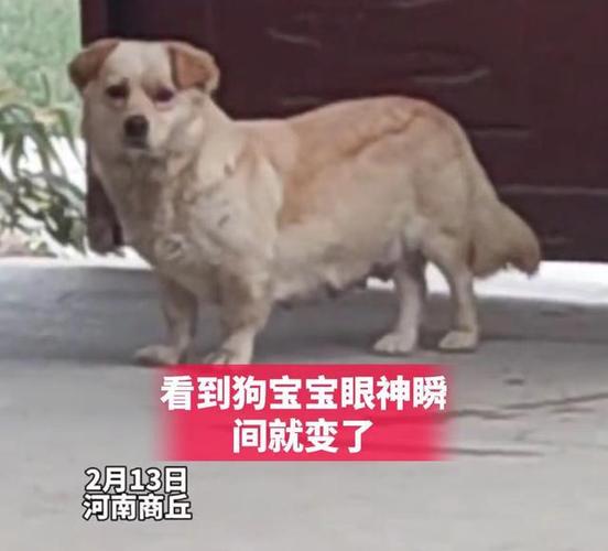 女子抱了一只小狗回家养第二天狗妈妈就上门了网友它不放心
