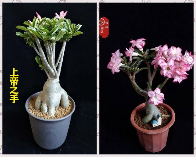 进口沙漠玫瑰盆栽老桩嫁接重瓣品种种苗带花花卉