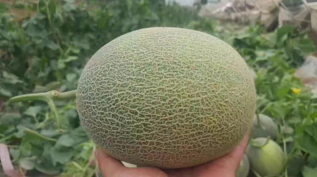 挑哈密瓜时,只要看准这4点,保证瓜甜汁多,一挑一个准