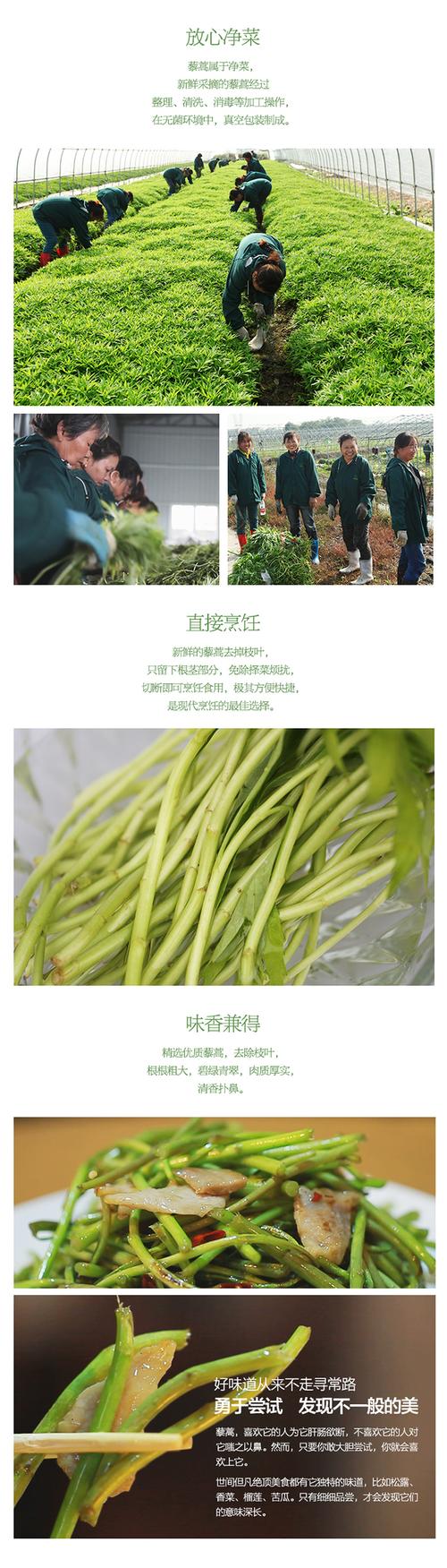 湖北特产 武汉蔡甸精品藜蒿 芦蒿 水艾 蒿苔 2斤带叶藜蒿包邮