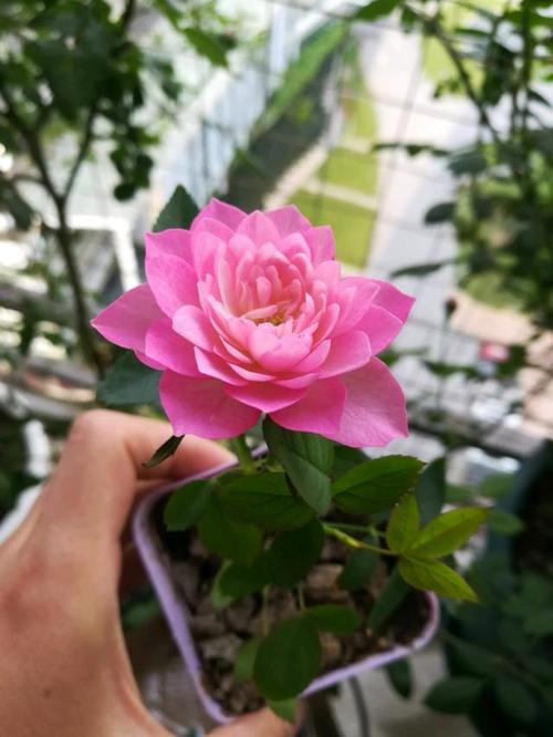 一款长得像荷花的月季,周年开花不断,室内盆栽也可以