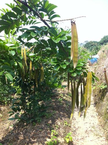 专业供应优质牛大力幼苗大力薯营养杯苗丰产型量大从优