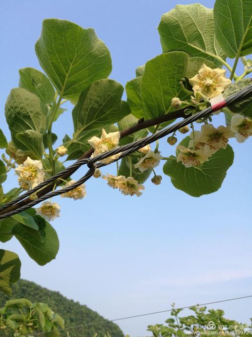 欢迎您预订万晶农业公司红心猕猴桃,热线:13806523251.老童.