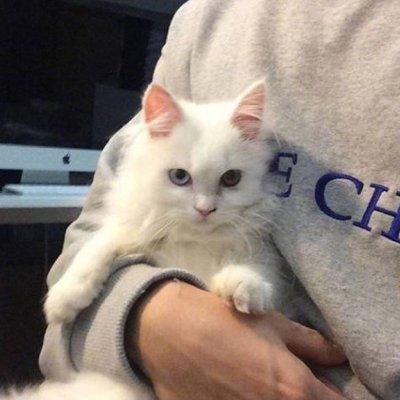 qq头像男生拿着猫