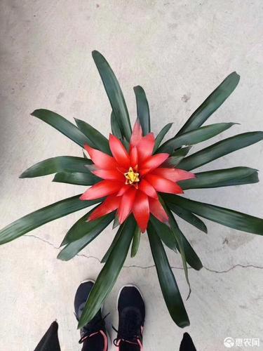 平头红凤梨盆栽