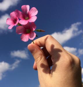 我是凡尘的一朵花 文/沈建忠(福建)