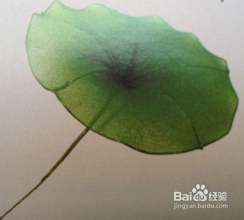 丝网荷叶的作法
