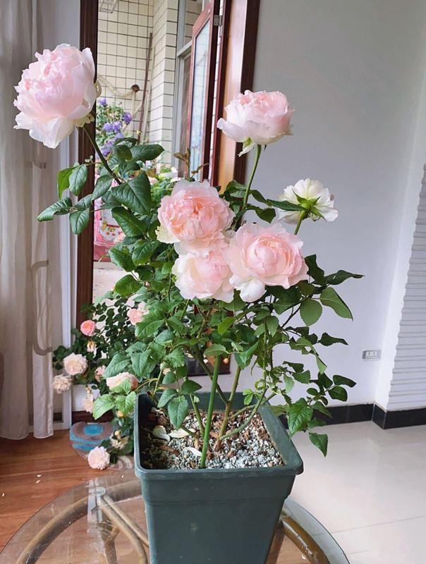 一种自带"仙"气的月季花,花大色艳香浓,四季勤开,阳台也能养
