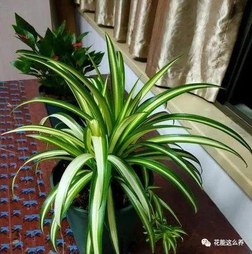 网易首页>网易号>正文申请入驻>吊兰问题:吊兰是中国本土品种吗?